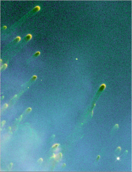 Death of a star - NASA
